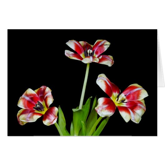 Petal Power Cards (Front Horizontal)