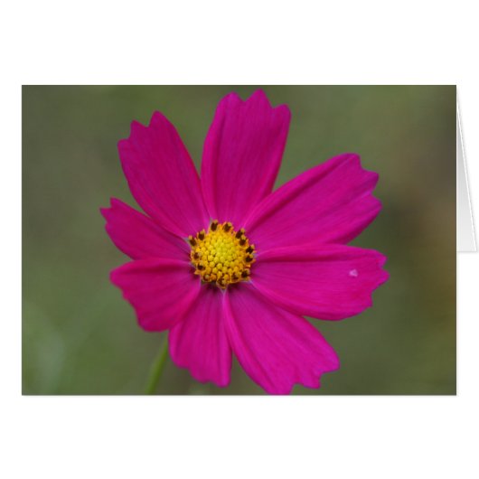 petals cards (Front Horizontal)