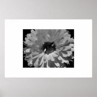 Petals in Black and White Poster