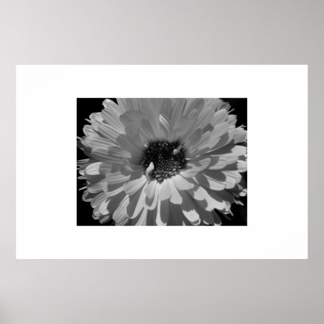 Petals in Black and White Poster (Front)