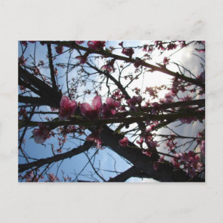 Petals in Light Postcard