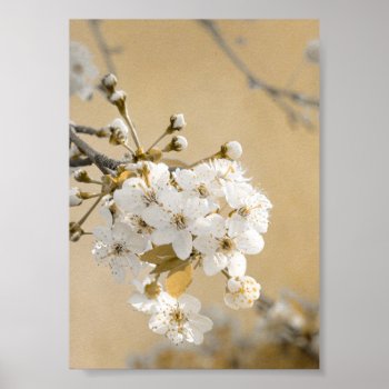 Petals Of Promise Spring Embrace Cherry Blossoms Poster by nikkilynndesign at Zazzle