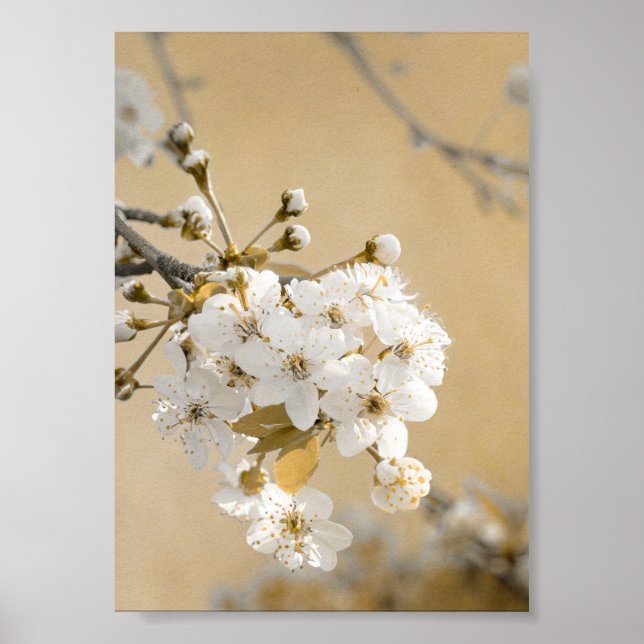 Petals of Promise Spring Embrace Cherry Blossoms Poster (Front)