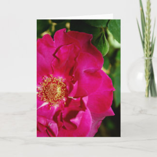 Petals of Summer Card