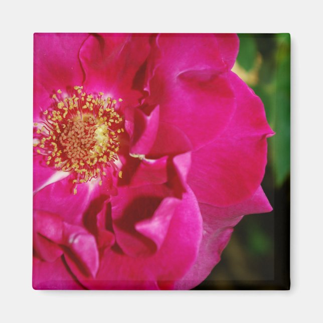 Petals of Summer Magnet (Front)