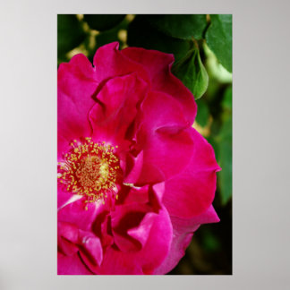Petals of Summer Print