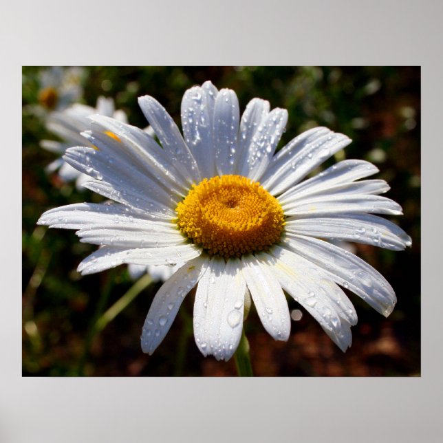 Petals Of White Poster (Front)