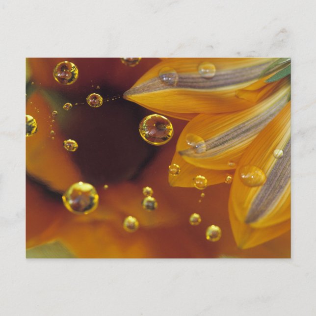 Petals on Mylar reflective surface with drops. Postcard (Front)