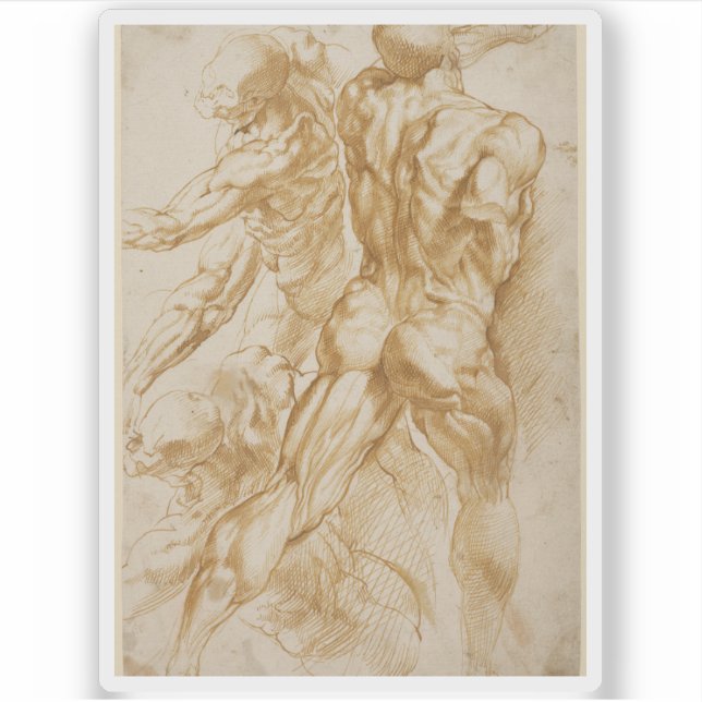 Peter Paul Rubens - Anatomical Studies Sticker (Front)