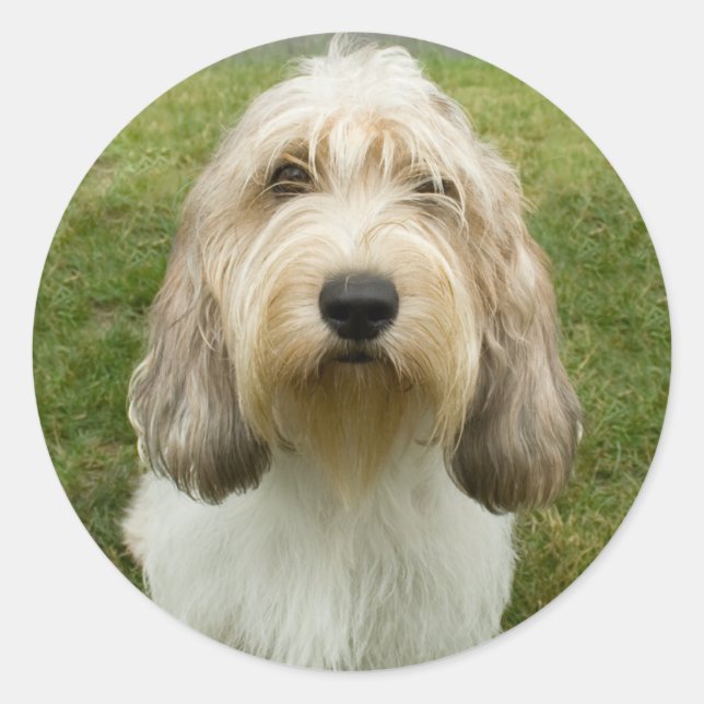 Petit Basette Griffon Vendeen Classic Round Sticker (Front)