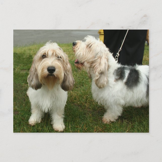 Petit Basette Griffon Vendeen Postcard (Front)