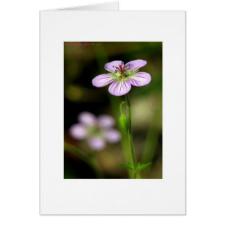 Petite purple flower cards