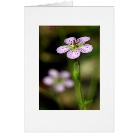 Petite purple flower cards (Front)