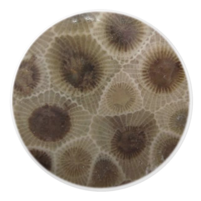 Petoskey Stone Ceramic Knob (Front)