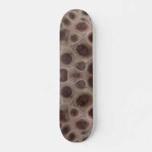 Petoskey Stone, Michigan state stone Skateboard
