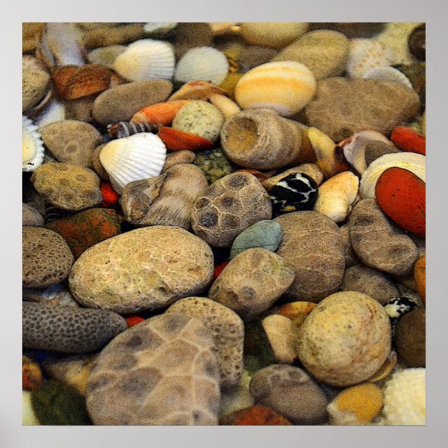 Petoskey Stones with Shells ll Poster (Front)
