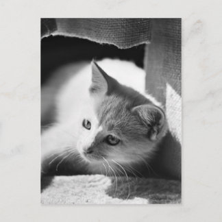 Petra Playing Postcard