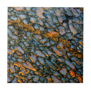 Petrified Dinosaur Bone Ceramic Tile