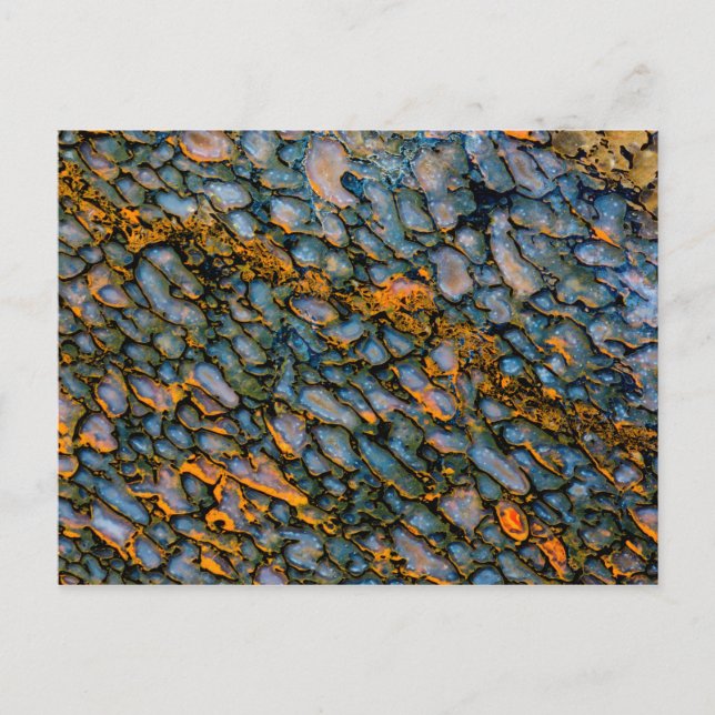 Petrified Dinosaur Bone Postcard (Front)