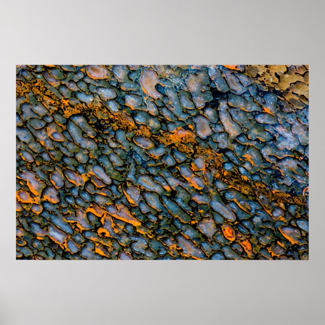 Petrified Dinosaur Bone Poster (Front)