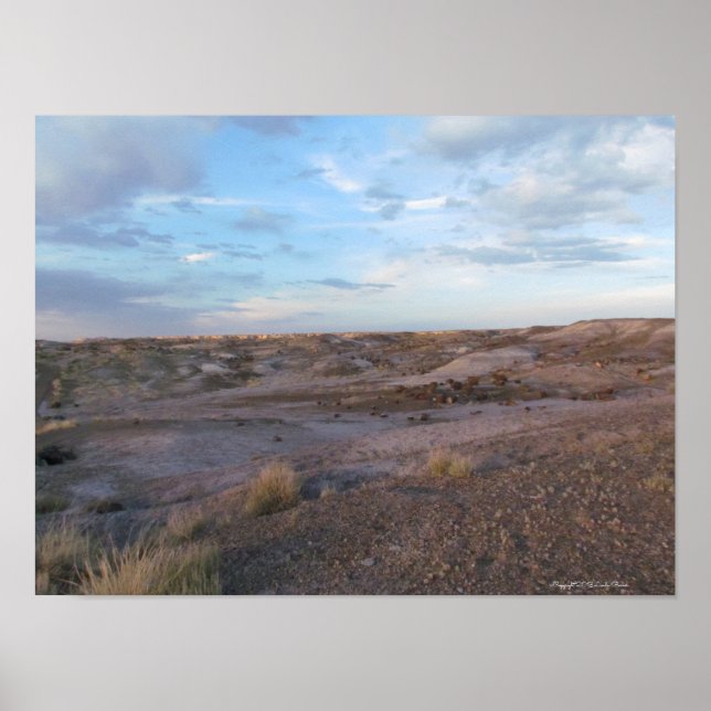 Petrified Forest Field Poster (Front)