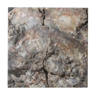 Petrified Wood, Front Ceramic Tile