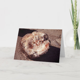 Petrified Wood Log with Shadows Arizona Photo Card