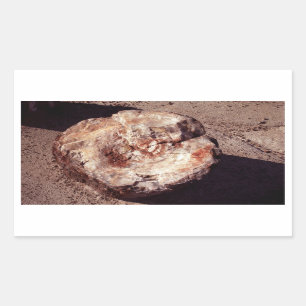 Petrified Wood Log with Shadows Arizona Photo Rectangular Sticker