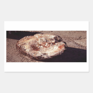 Petrified Wood Log with Shadows Arizona Photo Rectangular Sticker