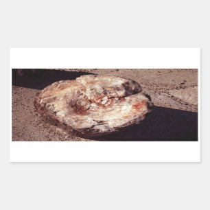 Petrified Wood Log with Shadows Arizona Photo Rectangular Sticker