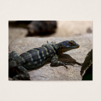 Petrosaurus thalassinus