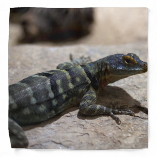 Petrosaurus thalassinus bandana
