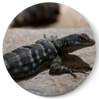 Petrosaurus thalassinus button