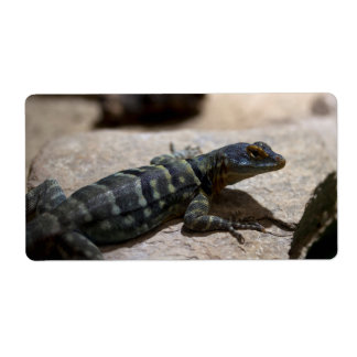 Petrosaurus thalassinus label