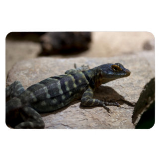 Petrosaurus thalassinus magnet