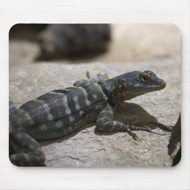 Petrosaurus thalassinus mouse pad (Front)