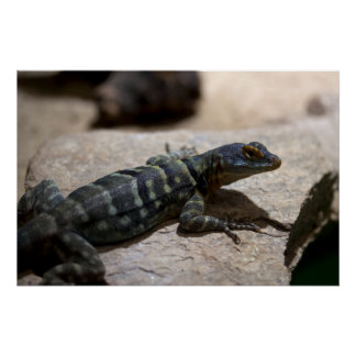 Petrosaurus thalassinus poster