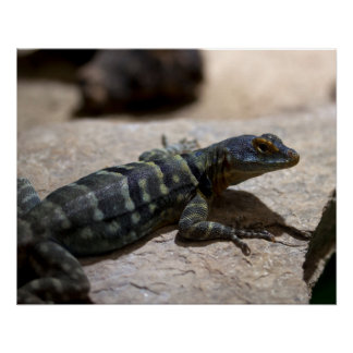 Petrosaurus thalassinus poster