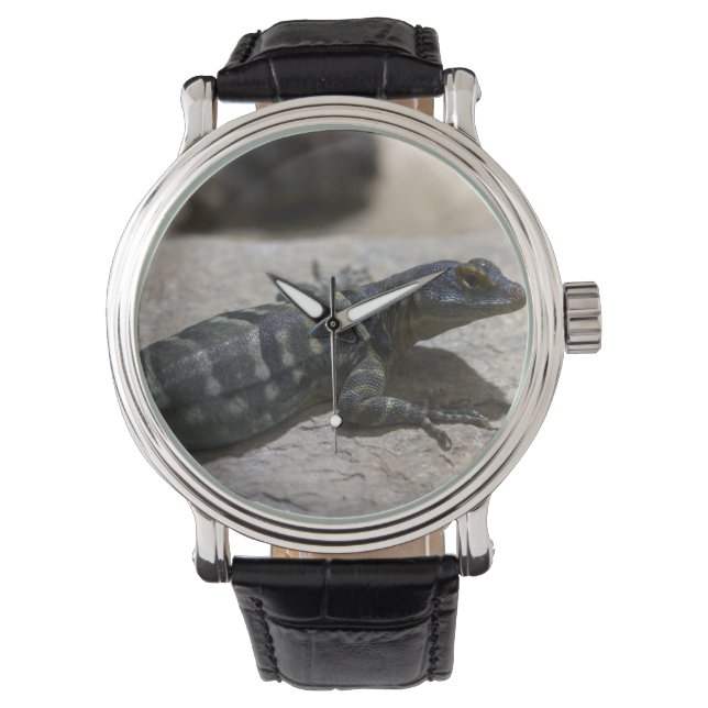 Petrosaurus thalassinus watch (Front)