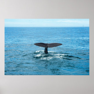 Pets and other animals - Whale fin Poster