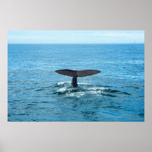 Pets and other animals _ Whale fin Poster