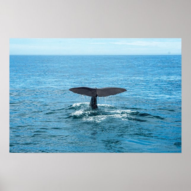 Pets and other animals - Whale fin Poster (Front)