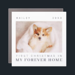 Pet's First Christmas In Forever Home Modern Chic Car Magnet<br><div class="desc">Design is composed of modern chic typography with sans serif and serif font. Add a custom photo of adopted pet and year.</div>