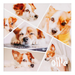 Pets Modern Simple Custom 6 Images Collage Photo Acrylic Print
