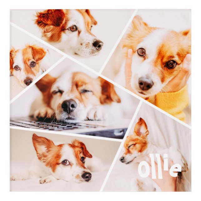 Pets Modern Simple Custom 6 Images Collage Photo Acrylic Print (Front)