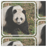 Petulant Panda Bear Fabric