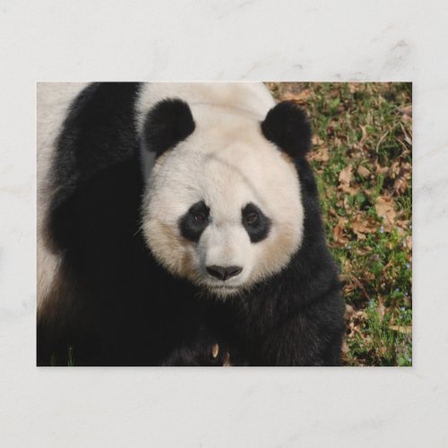 Petulant Panda Bear Postcard