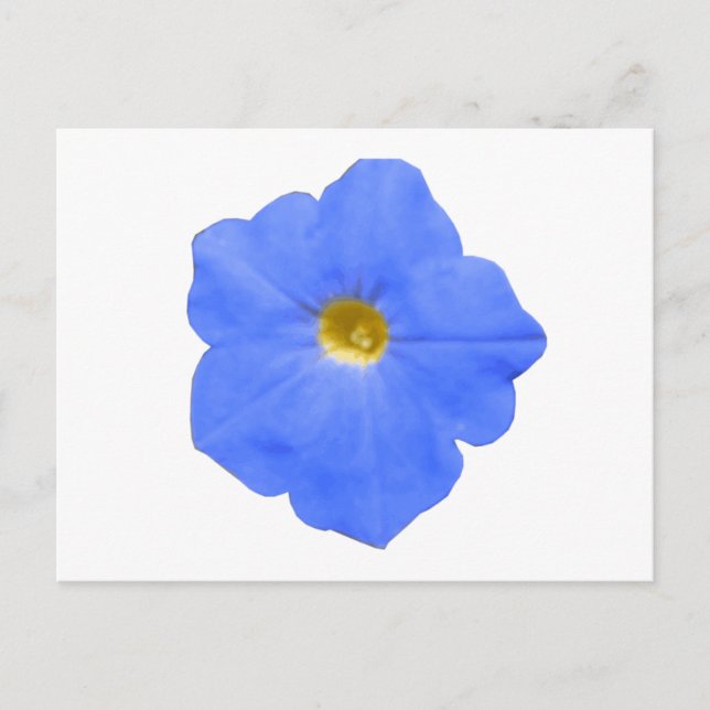 Petunia Blue and Yellow Postcard (Front)