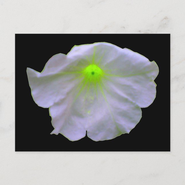 Petunia Bright Green Postcard (Front)