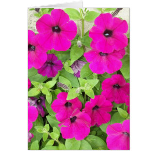 Petunia Cards